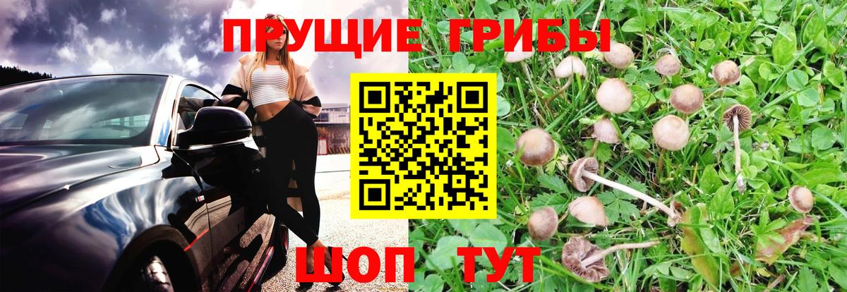 Галлюциногенные грибы ЛСД Камышлов